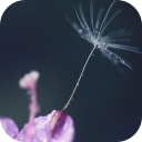 AppLock Theme Dandelion