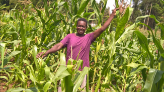 KALRO GLS Maize Varieties screenshot 1