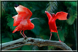 Birds Jigsaw Puzzles screenshot 1