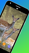 Deer Wallpapers screenshot 5