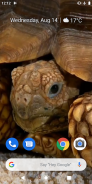 Sea Turtle 3D Video Live Wallpaper screenshot 4
