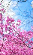 HD Sakura Live Wallpaper screenshot 4