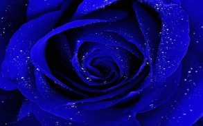 Blue Rose Wallpaper screenshot 4