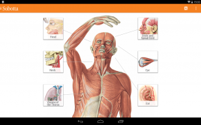 Sobotta Anatomy Atlas screenshot 13