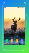 Deer Wallpapers screenshot 15