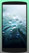 Dew Drop Wallpaper HD screenshot 5