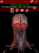 Muskulöses System in 3D (Anatomie). screenshot 12