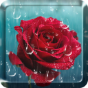 Rose Raindrop Live Wallpaper Icon