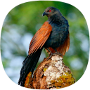 Coucal Sounds