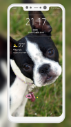 Boston Terrier Wallpaper screenshot 5