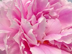 Peony wallpapers screenshot 3