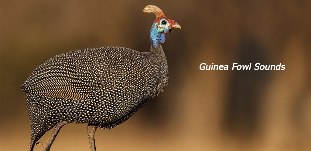 Guinea Fowl Sound the Alarm 