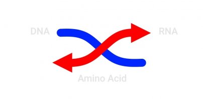 DNA-RNA-Protein Transcriber