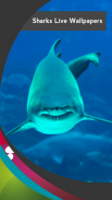 أسماك القرش خلفيات حية screenshot 1