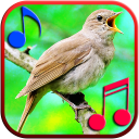 Birds Sounds Ringtones & Wallpapers