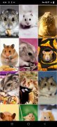 Hamster Wallpapers screenshot 3