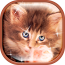 Cute Kittens Live Wallpaper