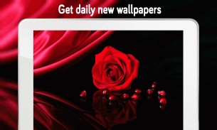 Rose Wallpaper (4k) screenshot 12