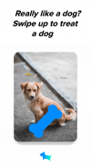 Fetch - Discover Cute Dogs screenshot 1