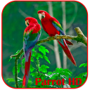 Parrots HD Live Wallpaper