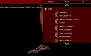 Muskulöses System in 3D (Anatomie). screenshot 3
