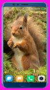 Squirrel HD Wallpaper screenshot 1