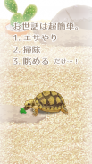 癒しのカメ育成ゲーム screenshot 1