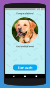 What dog breed are you? Test screenshot 1