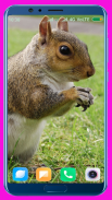Squirrel HD Wallpaper screenshot 10