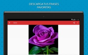 Rosas de Colores para Enamorar screenshot 7