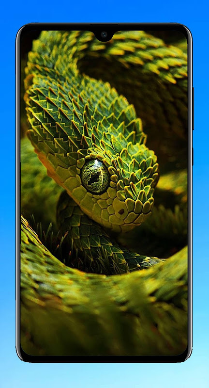 3D Animal Snake  Snake wallpaper, Animal wallpaper, Snake