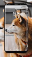 Shiba Inu Wallpaper screenshot 4