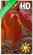 Осень Листья Живые Обои screenshot 0