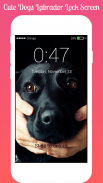 Cute Dogs Labrador Lock screen HD Applock security screenshot 0