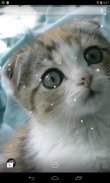 Scottish Fold Cat LWP screenshot 4