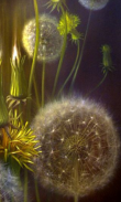 Animated Dandelion screenshot 0