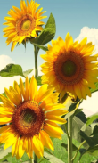 Hot Sunflower Wallpapers screenshot 2