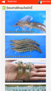 Shrimp-dis screenshot 3
