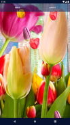 Tulips Spring Live Wallpaper screenshot 5