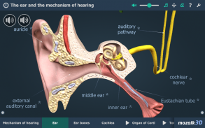 Kulak ve İşitme Süreci 3B screenshot 8