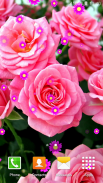 Rosa flor papéis de parede screenshot 3