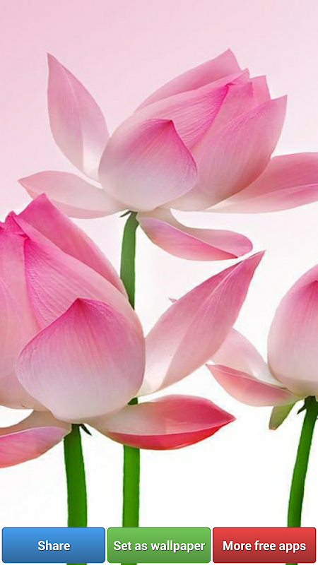 Lotus Flower Wallpapers - APK Download for Android | Aptoide