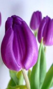 HD Purple Tulips Wallpaper screenshot 3