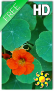 Flower Nasturtium LWP screenshot 0