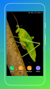 Grasshopper Wallpaper screenshot 7