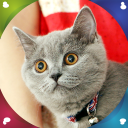 Kittens Live Wallpapers Icon