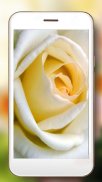 Roses Gallery Live Wallpaper screenshot 3