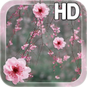 Cherry Blossom LWP Icon