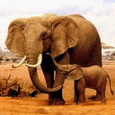 Gajah itu Icon