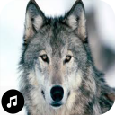 Wolf Sounds Ringtones